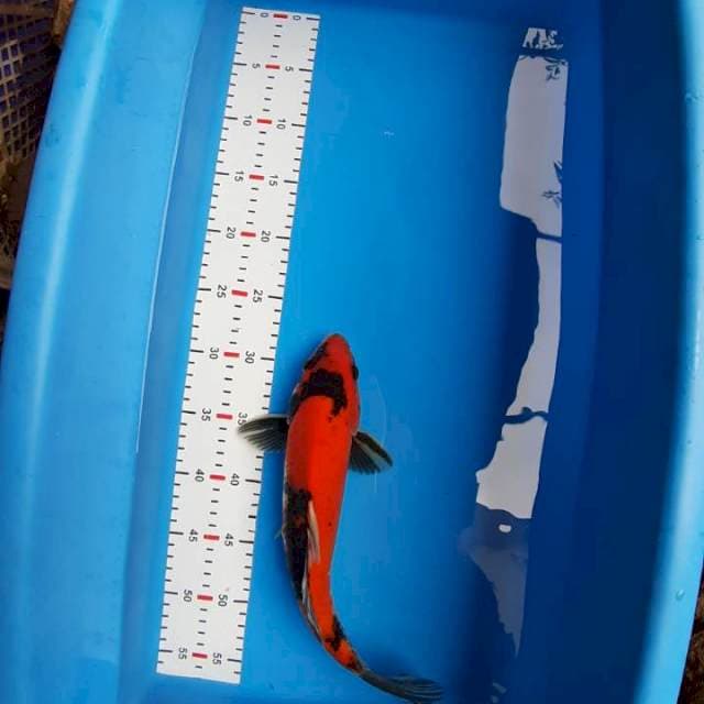 HI SHOWA 34cm