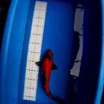 HI SHOWA 34cm