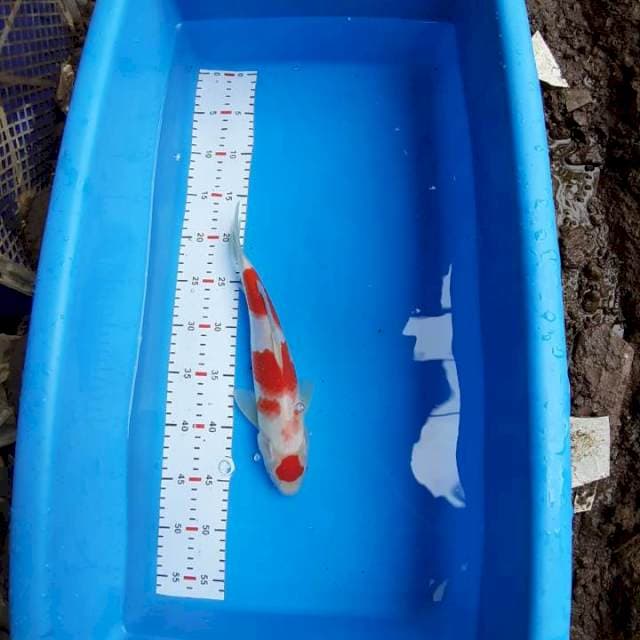 KOHAKU MARUTEN 30cm