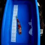 KOHAKU MARUTEN 30cm