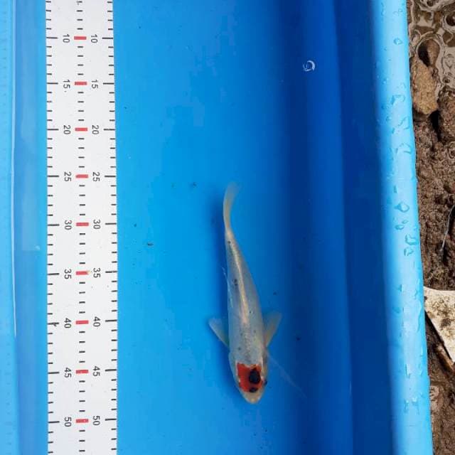 TANCHO GOSHIKI 25CM