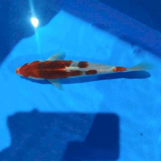 Koromo 22cm