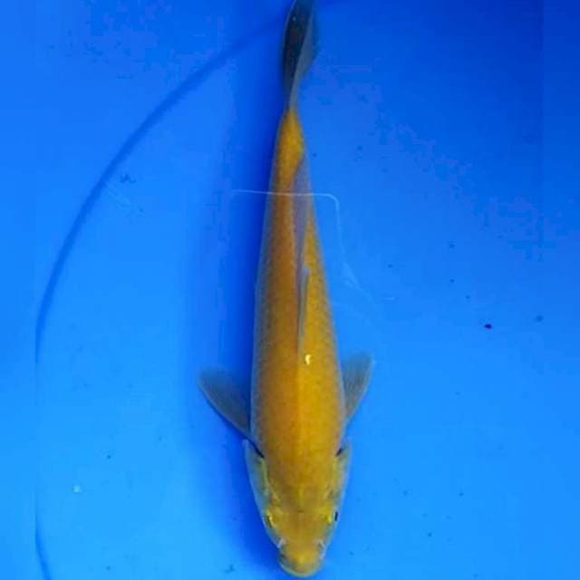 Karashi mata merah berpunuk