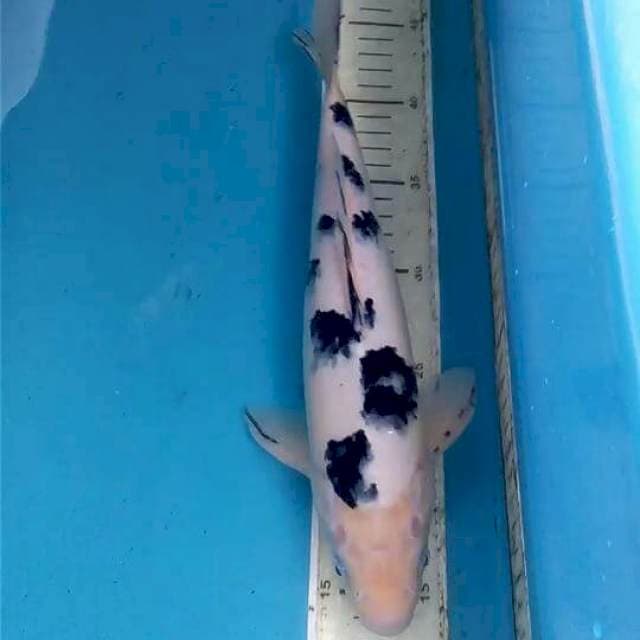 Bekko male 30cm