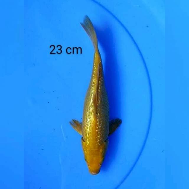 Karashi ginrin 23 mata merah