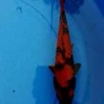 hi itsuri 24cm 