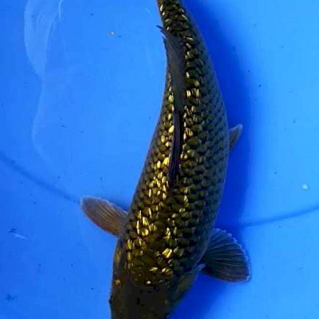 Chagoi Ginrin 26 cm