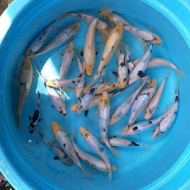 Mix shiro sisik dan doits tateghoi 30 ekor
