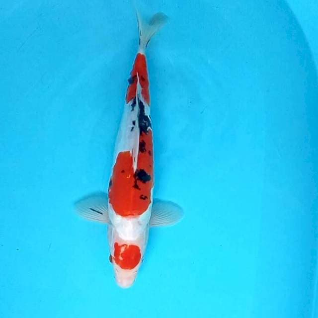 Maruten Sanke Doitsu # 35cm