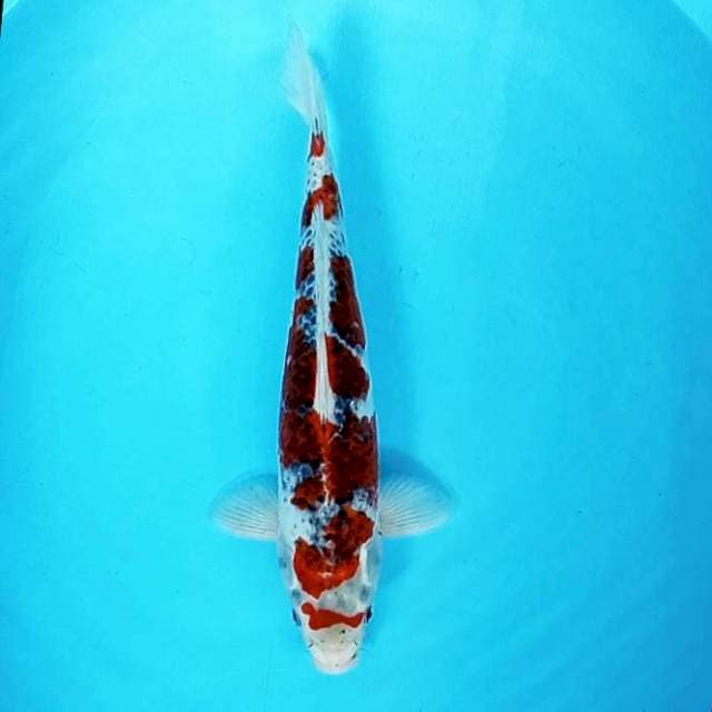 Goshiki # 36cm