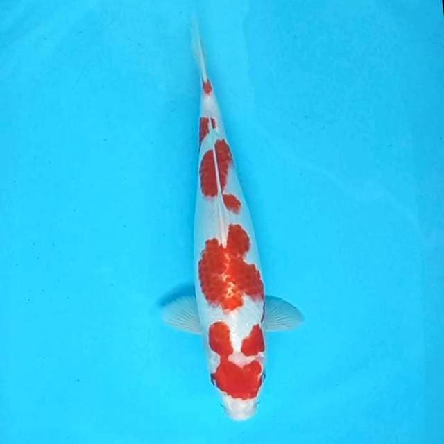 Kohaku # 37cm