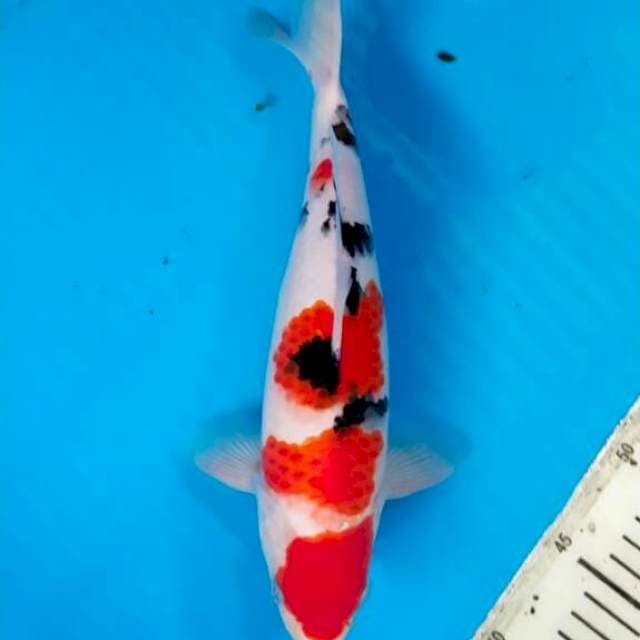 Sanke shubosimi