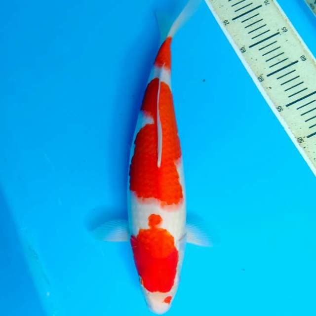 Kohaku 42cm