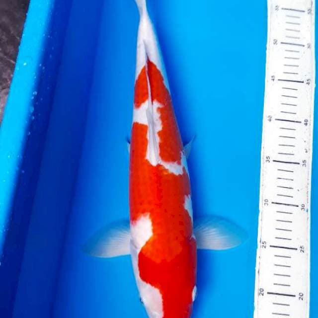 Kohaku 