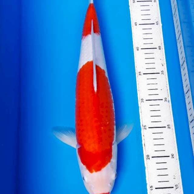 Kohaku