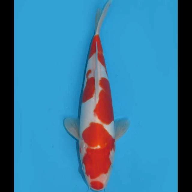Red Kohaku Doitsu Murni - 28cm Male