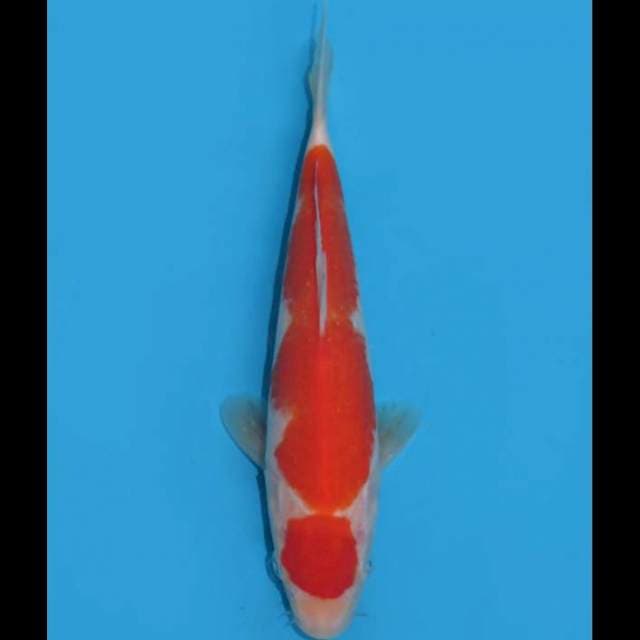Maruten Omoyo Kohaku - 32cm Male 