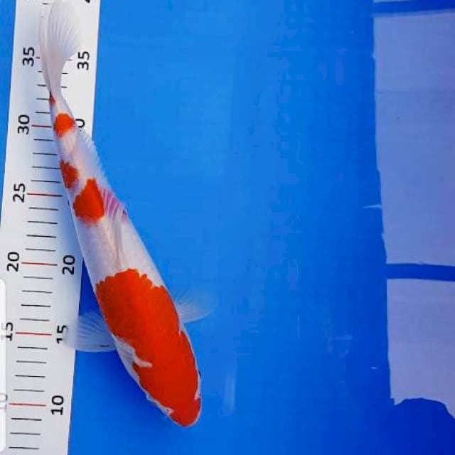 Kohaku red strong