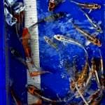 mix koi 15-20cm