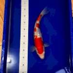 kohaku ginrin 37cm