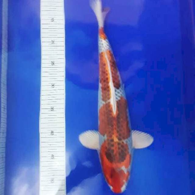 kajaku 42cm