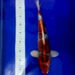 kajaku 42cm