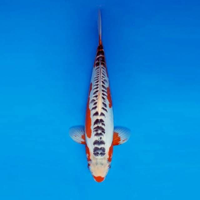 SANTANA 4 ~ SHUSUI