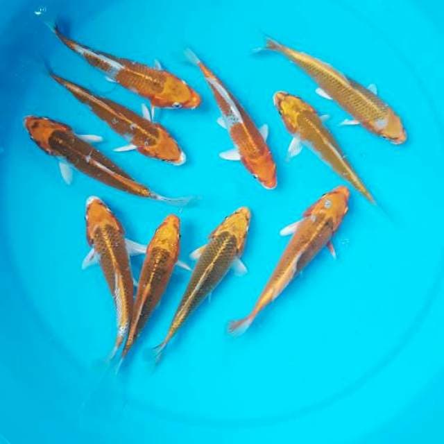 Paket Kujaku 1 ● 14 cm - 16 cm