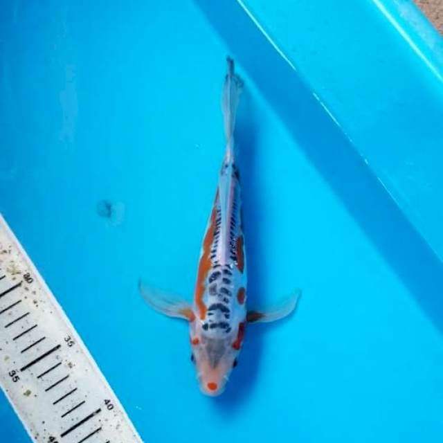 KUMPAY HANA SHUSUI 25 CM