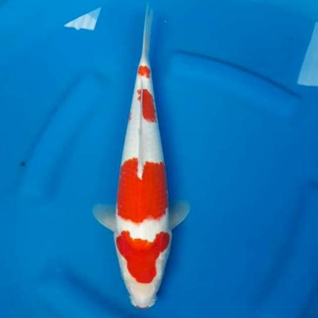 G4. Kohaku strong original 31cm