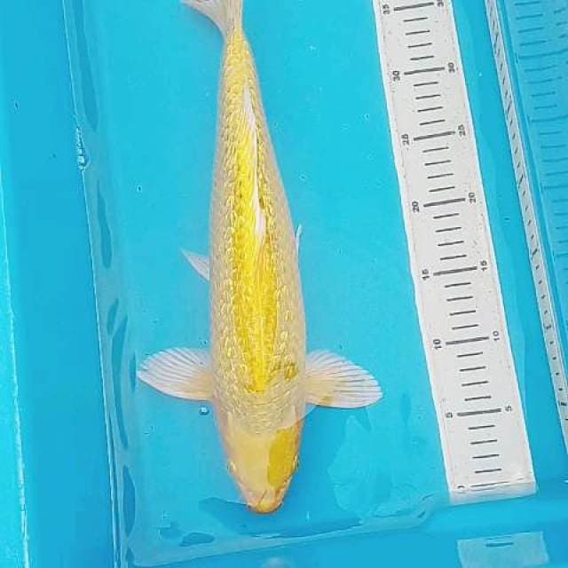 Karashi ginrin 41 cm