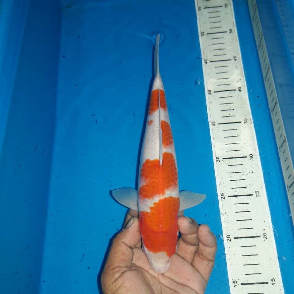 Kohaku f1