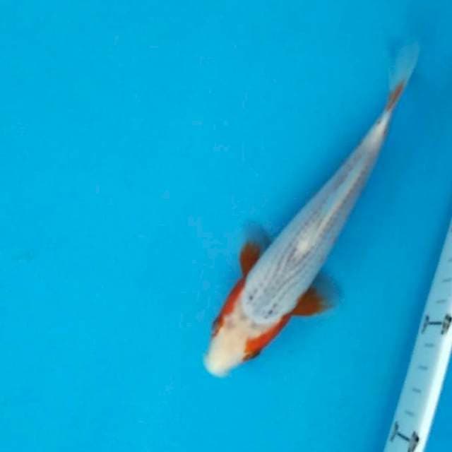 Asagi cantik 22 cm