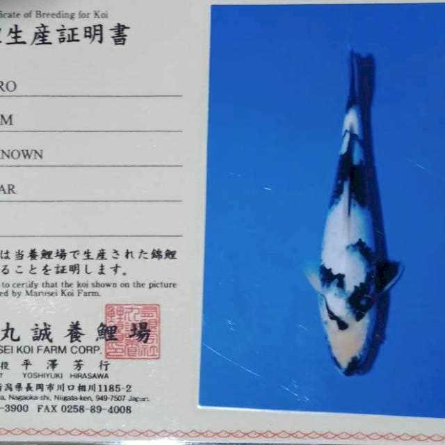 Shiro import marusei farm