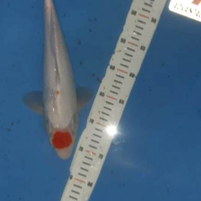 Tancho kohaku . Male