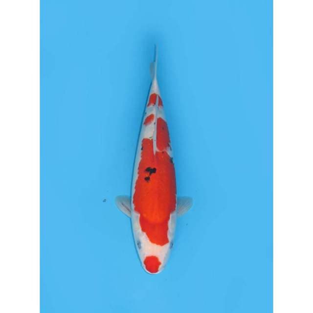 JT Red Sanke - 32cm