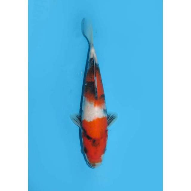 Baby Showa Tategoi - 20cm