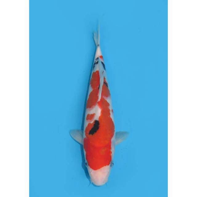 Taisho Sanke HQ - 28cm