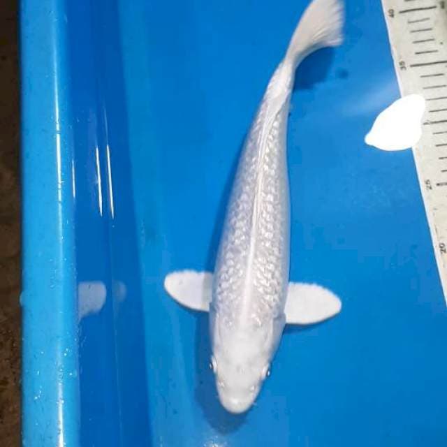 PLATINUM F1 MALE 31 CM