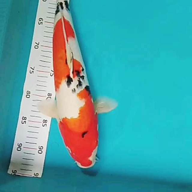 Sanke 43cm