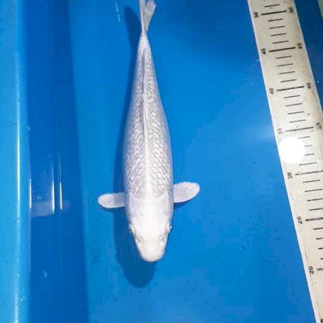 PLATINUM GINDRIN F1 32 CM
