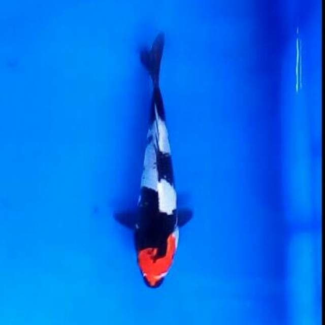 Tancho Showa 19 cm