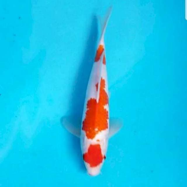 MARUTEN KOHAKU 26 CM