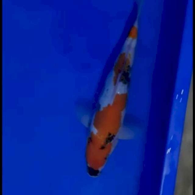 Showa 27cm