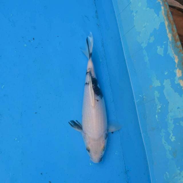 Tategoi Shiro Bulky F1