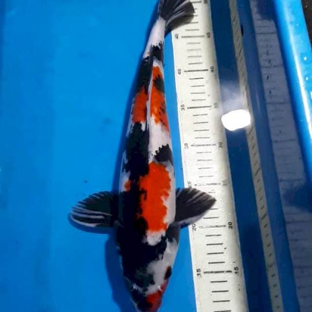 SHOWA BLACK STRONG 42 CM