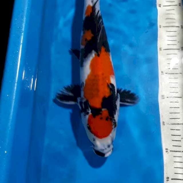 KINDAI SHOWA 42 CM