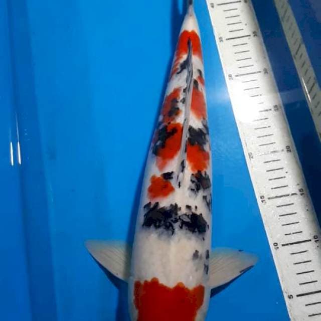 SANKE 47 CM