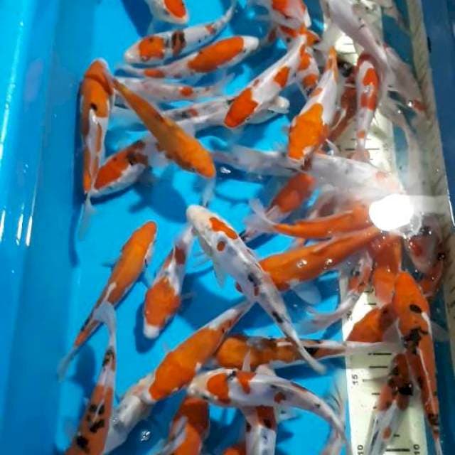 SANKE KOHAKU DOITSU 13-17 CM 50 EKOR