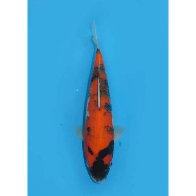 Hi Showa Tategoi - 30cm